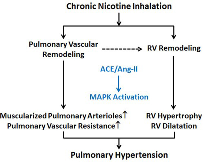hypertension graphical abstract 